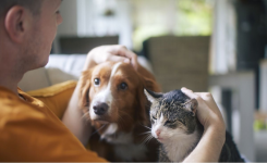 Les personnes qui préfèrent les chats aux chiens se distinguent souvent par ces 3 qualités, selon la science