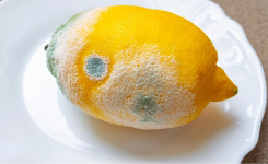 Comment conserver les citrons plus longtemps sans les gaspiller