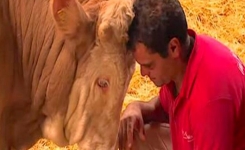 Un taureau enchaîné toute sa vie retrouve enfin la liberté : sa réaction est bouleversante