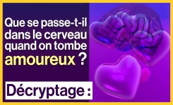 Qu'est-ce qui se passe dans le cerveau quand on tombe amoureux ?