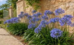 Agapanthes en juillet : cette erreur d'arrosage peut compromettre la floraison
