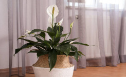 Comment cultiver et prendre soin des lys de paix à l’intérieur ?