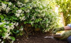 Fond de jardin : cette plante grimpante persistante crée un écran fleuri élégant avec très peu d’entretien