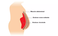 Stress, cortisol et graisse abdominale : ce que disent vraiment les études