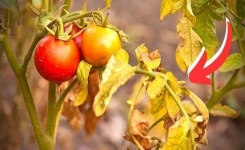 Pourquoi les feuilles de tomates jaunissent ?