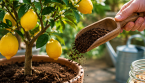 Citronnier en mai : l’apport naturel qui l’aide à mieux pousser