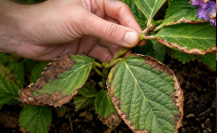 Feuilles d'hortensia brûlées : que faire pour sauver votre plante ?