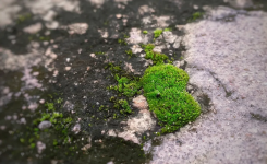 Terrasse glissante : cette astuce du supermarché élimine la mousse rapidement