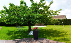 Les arbres qui poussent vite et offrent rapidement de l'ombre