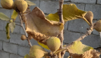 Pourquoi les feuilles et les fruits de votre figuier se dessèchent ? Causes et solutions