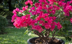 Comment faire pousser et fleurir un bougainvillier en pot 🌸