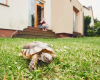 Ce que signifie la présence d’une tortue dans la maison
