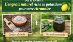 Dès le 15 mars : un engrais naturel riche en potassium pour votre citronnier