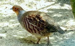 Pourquoi la perdrix grise disparaît progressivement dans plusieurs régions du monde