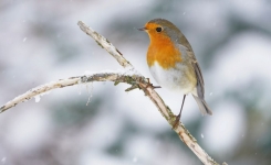 🍂 Rouges-gorges : un geste simple pour les aider à survivre au gel