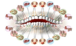 Chaque Dent Est-elle Liée à un Organe ? Ce Que Disent les Théories et la Médecine Moderne 🦷
