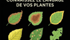 Connaître le langage de vos plantes : que disent leurs feuilles ?