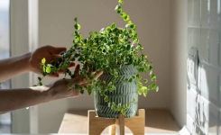 Les plantes d'intérieur qui purifient naturellement l'air