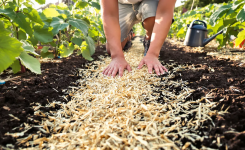 Pourquoi faut-il pailler le jardin en été ?