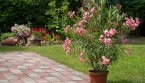 Laurier-rose en pot : les gestes simples pour favoriser une belle floraison