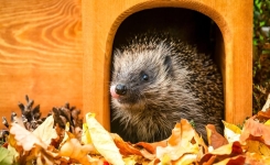 Comment fabriquer des cabanes pour hérissons ? 🦔🍂