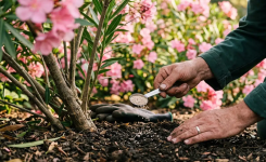 3 engrais naturels pour faire fleurir le laurier-rose