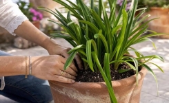 Pourquoi les agapanthes refusent de fleurir ?