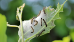 Les chenilles envahissent vos plantes ? Voici quoi faire