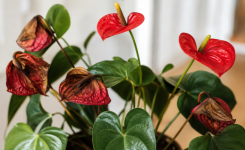 Anthurium rouge fané : que faire pour relancer la floraison ?
