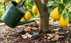 Citronnier : l’astuce de cuisine qui peut aider votre arbre à mieux pousser