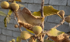 Pourquoi les feuilles et les fruits de votre figuier se dessèchent ? Causes et solutions