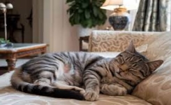 Ce que la position de sommeil de votre chat révèle vraiment