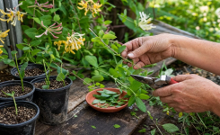 Comment bouturer un chèvrefeuille facilement pour obtenir de nouvelles plantes gratuitement