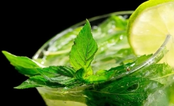 Sirop de menthe maison : la recette fraîche et facile de l'été