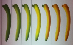 Vous ne verrez plus jamais une banane de la même façon ! Voici pourquoi