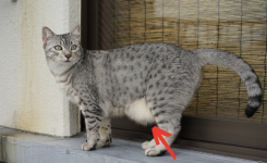🐱 Si votre chat a la peau du ventre qui pend, voici ce que cela signifie !