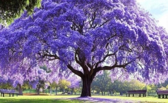 Cet arbre à croissance rapide crée une ombre généreuse pour rafraîchir le jardin en été