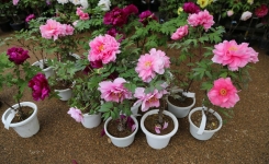 Comment planter les pivoines pour obtenir une floraison généreuse ?