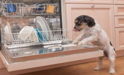 Pourquoi il faut pas laisser votre chien lâcher votre vaisselle ?