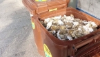 Ne jetez plus vos coquilles d’huîtres : 8 façons vraiment utiles de les réutiliser