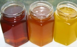 À chaque miel ses bienfaits : que dit la science ? 🍯