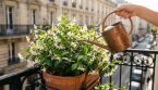 Comment planter un jasmin en pot pour profiter de sa floraison parfumée