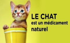 Le chat est un médicament naturel qui réduit l’anxiété et le stress