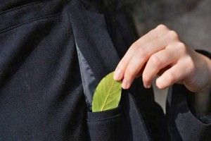 une feuille de laurier dans leur poche